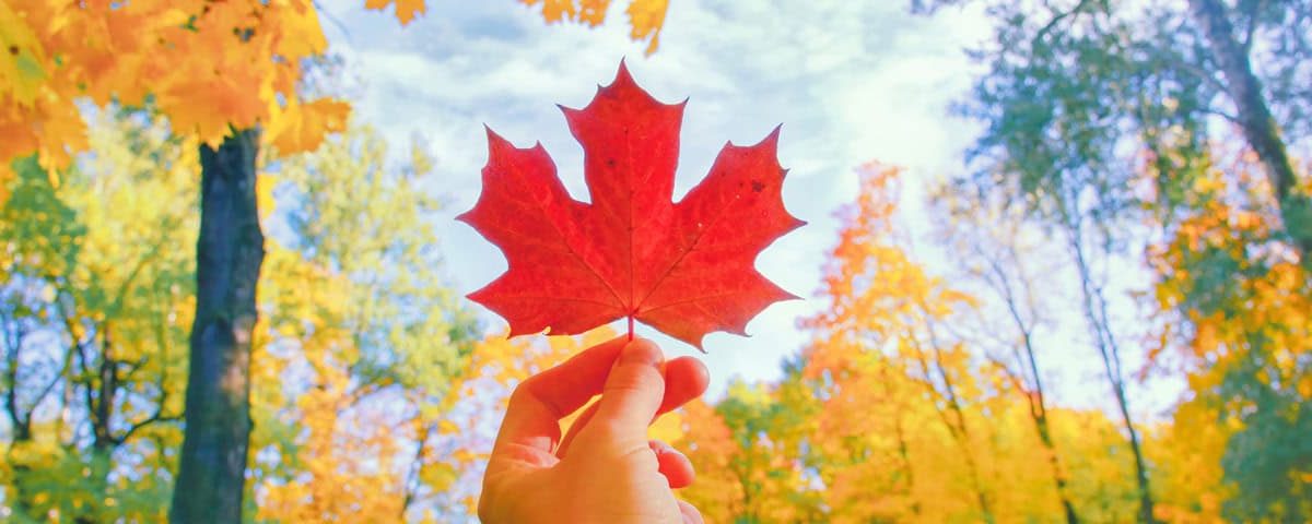 Herfstwandeling in kleurrijk Nederlands bos – de 7 mooiste routes en tips.