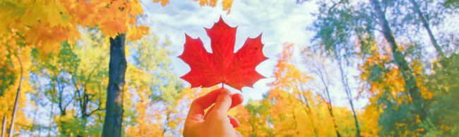 Herfstwandeling in kleurrijk Nederlands bos – de 7 mooiste routes en tips.